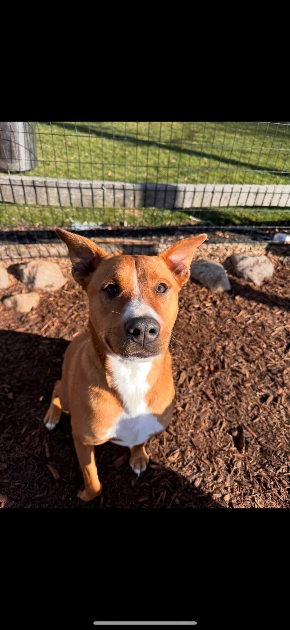 Marley, a Adoptable mixed breed in Southington, CT image 1/2