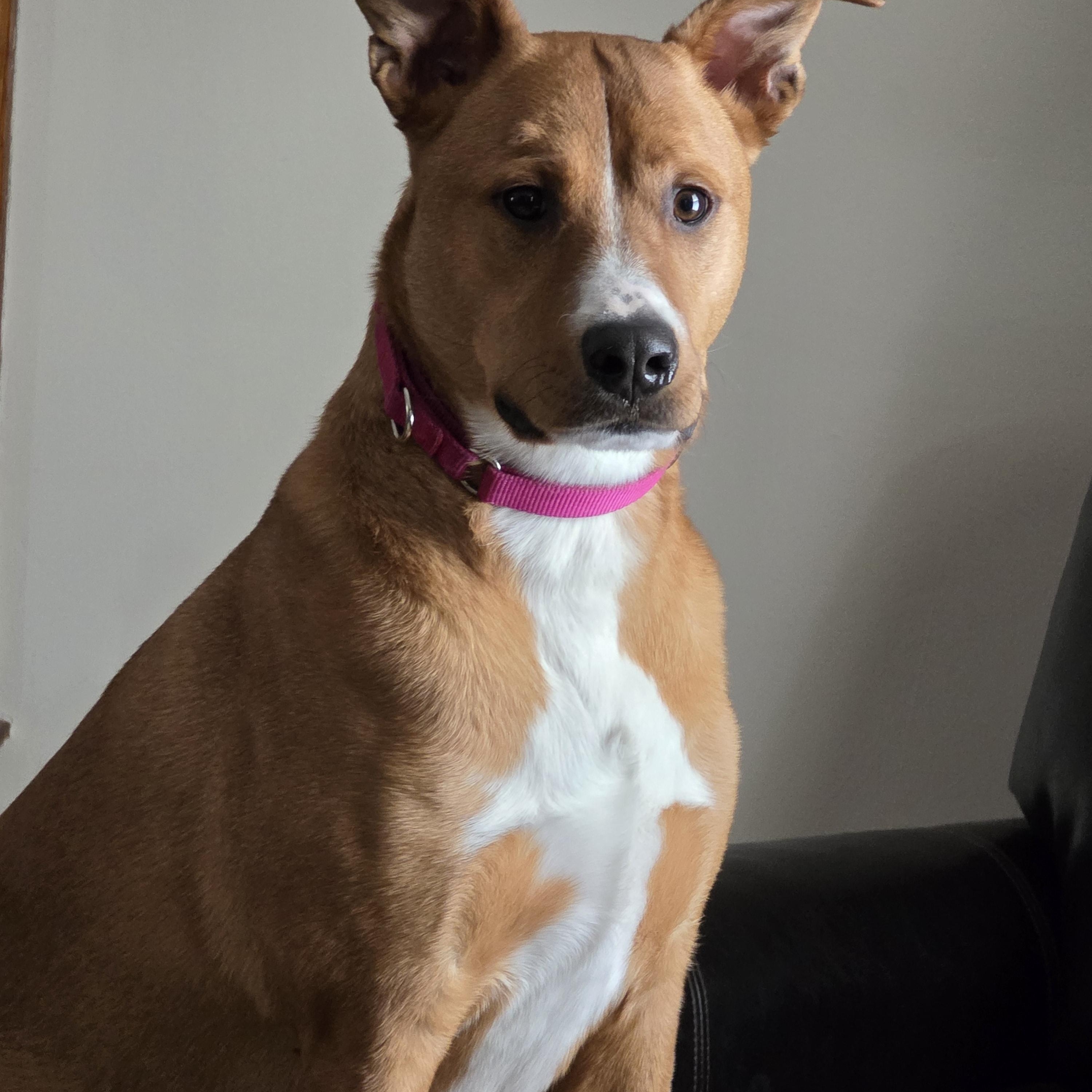 Enlarge Marley, a Adoptable mixed breed in Southington, CT image 2/2