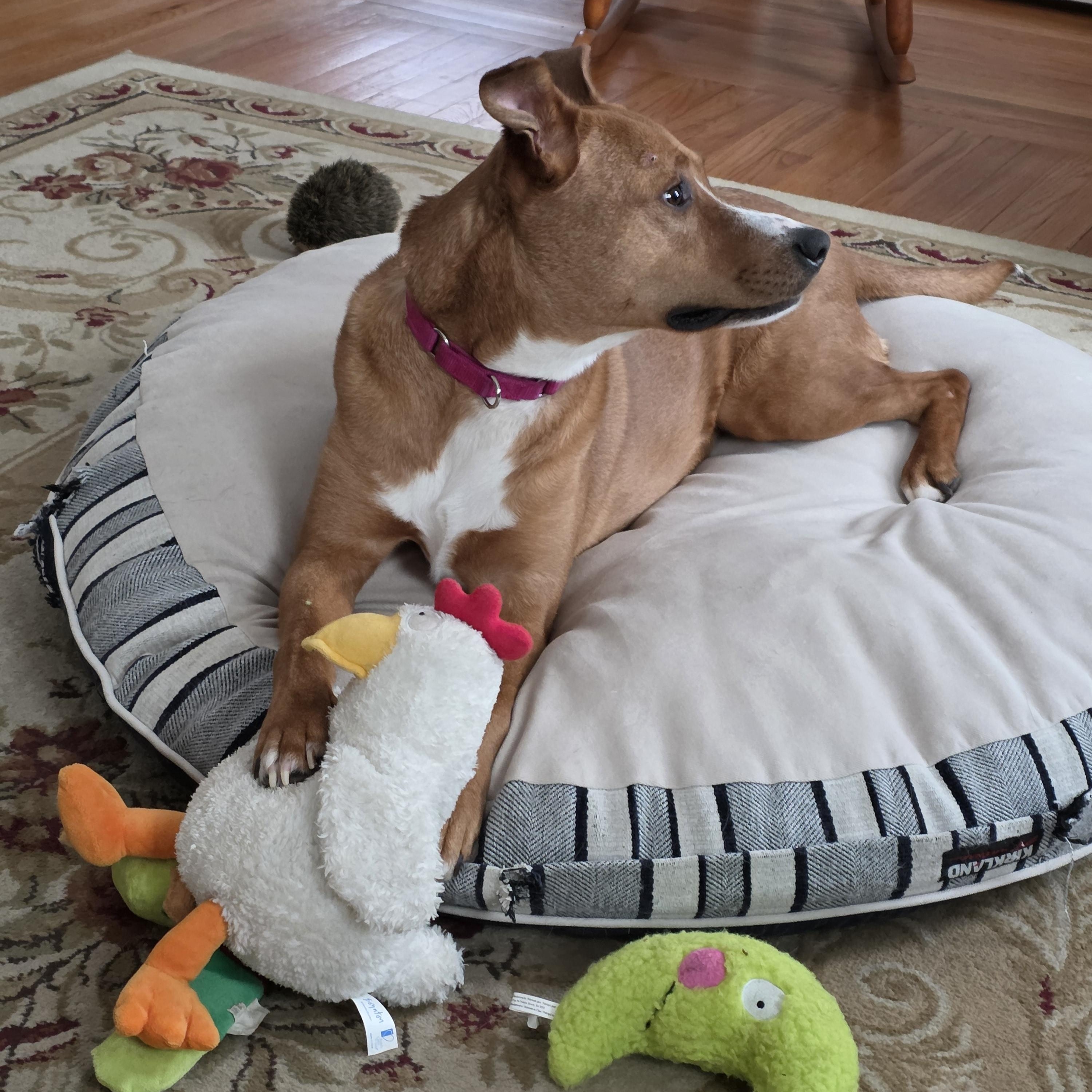 Enlarge Marley, a Adoptable mixed breed in Southington, CT image 1/2