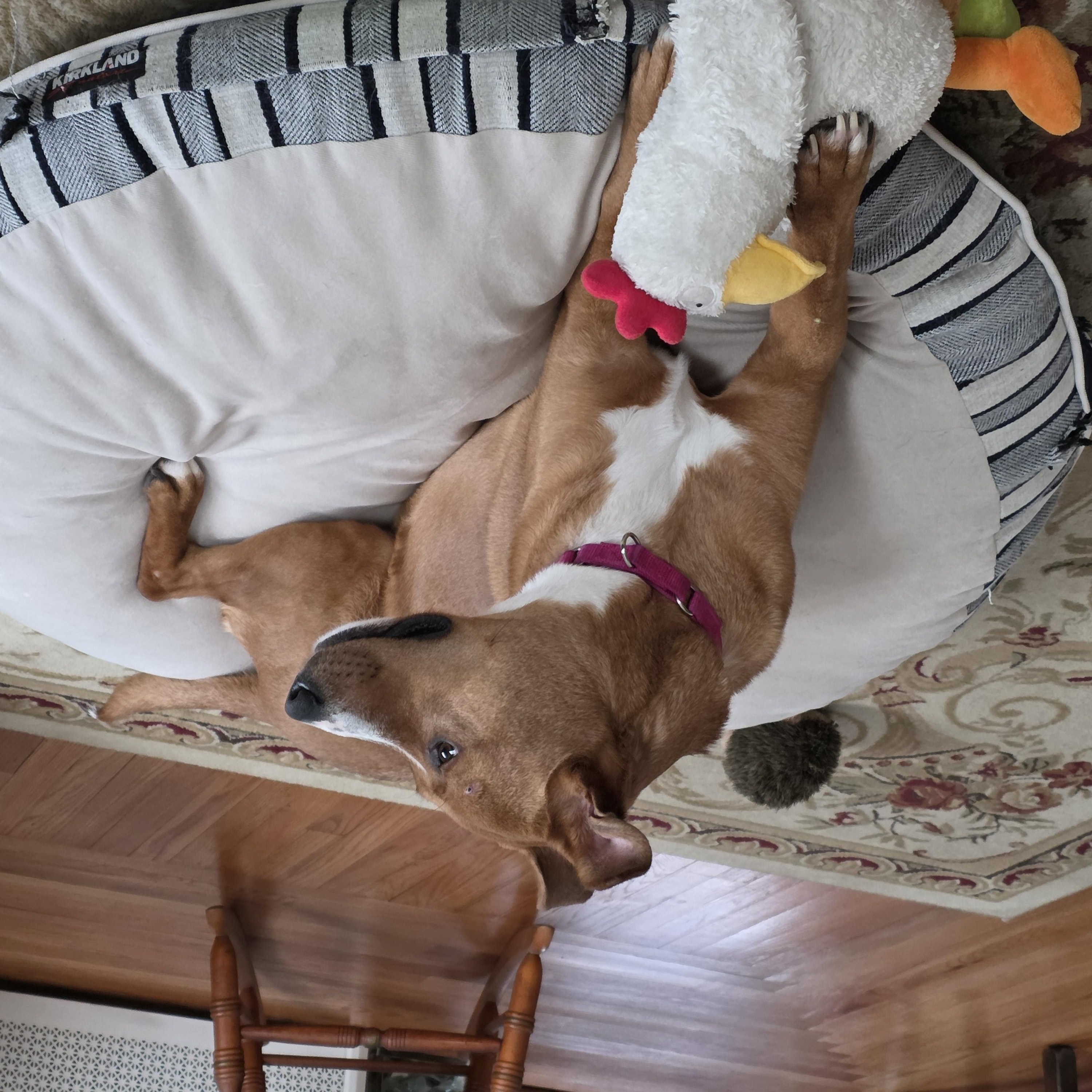 Marley, a Adoptable mixed breed in Southington, CT image 2/2