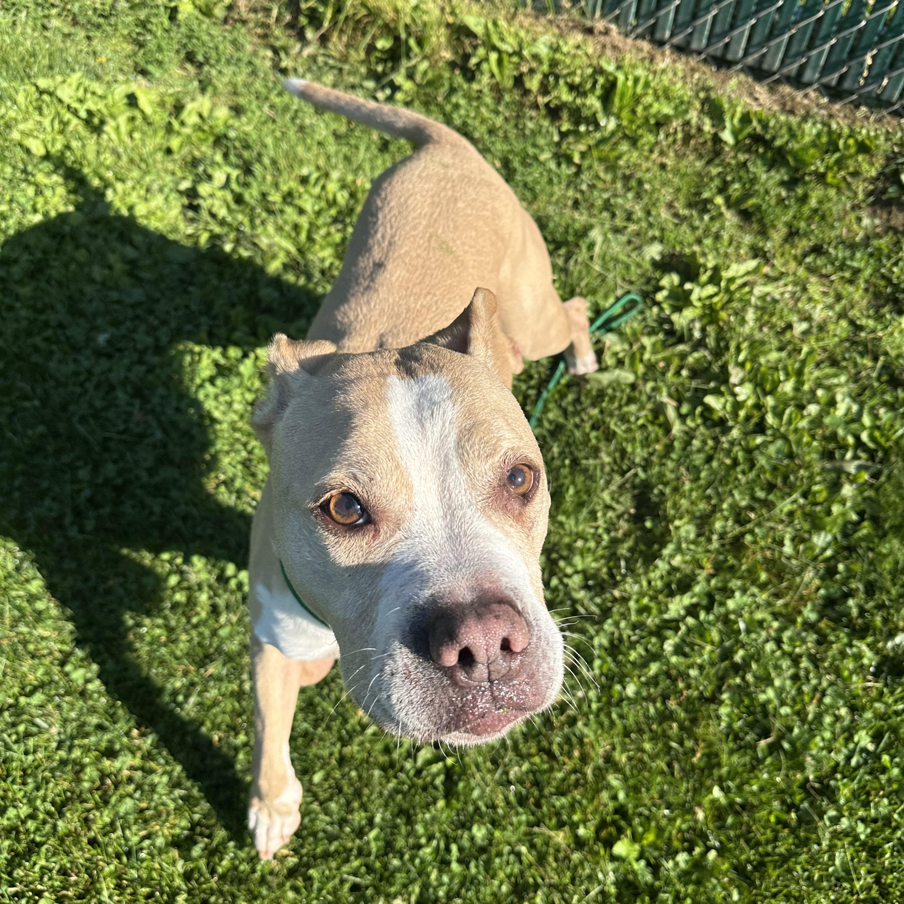 Enlarge Gertrude (Residing in a temporary foster home), a ADOPTABLE mixed breed in Myerstown, PA image 3/6