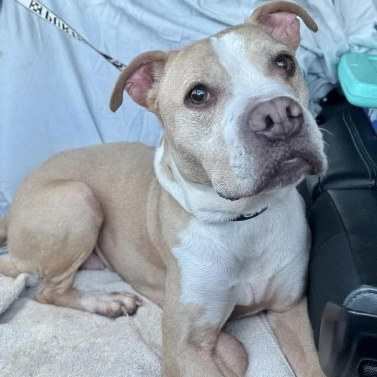Enlarge Gertrude (Residing in a temporary foster home), a ADOPTABLE mixed breed in Myerstown, PA image 1/6