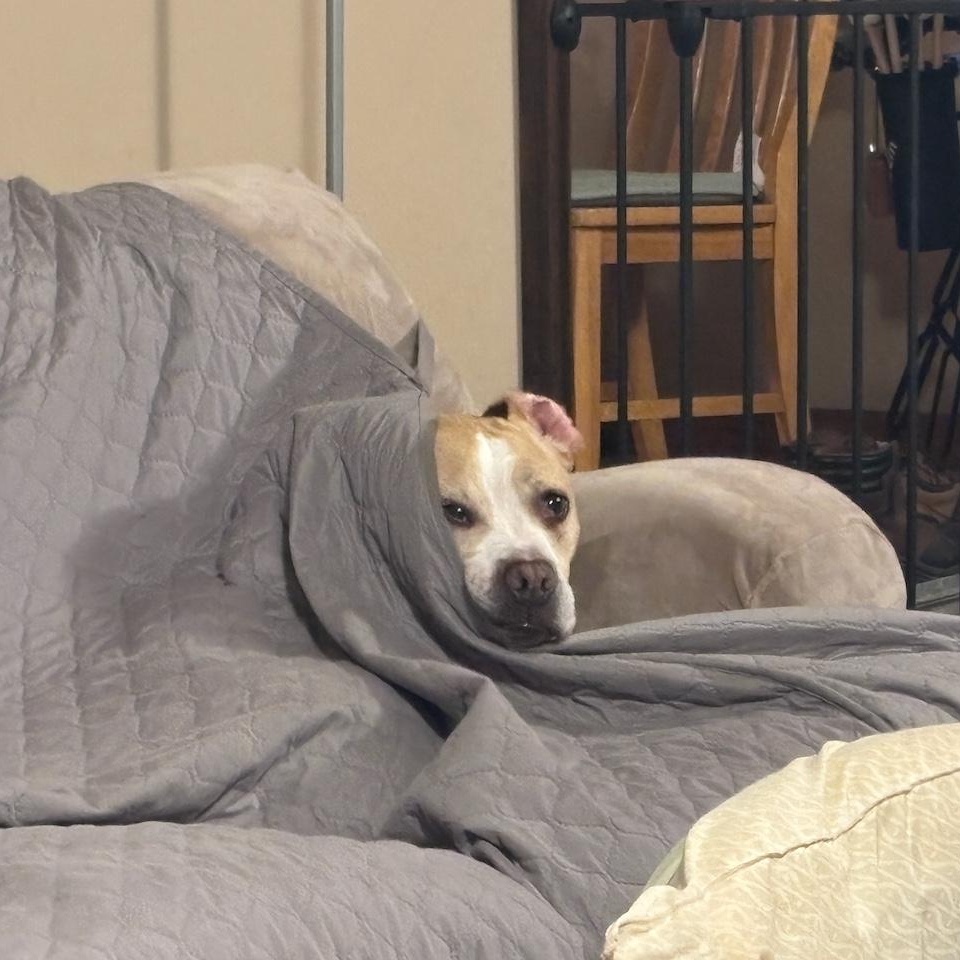 Enlarge Gertrude (Residing in a temporary foster home), a ADOPTABLE mixed breed in Myerstown, PA image 4/6