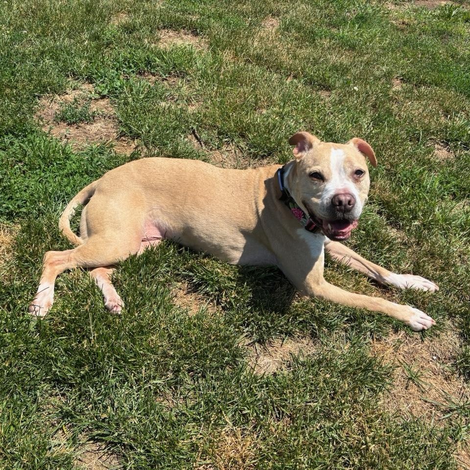 Enlarge Gertrude (Residing in a temporary foster home), a ADOPTABLE mixed breed in Myerstown, PA image 2/6