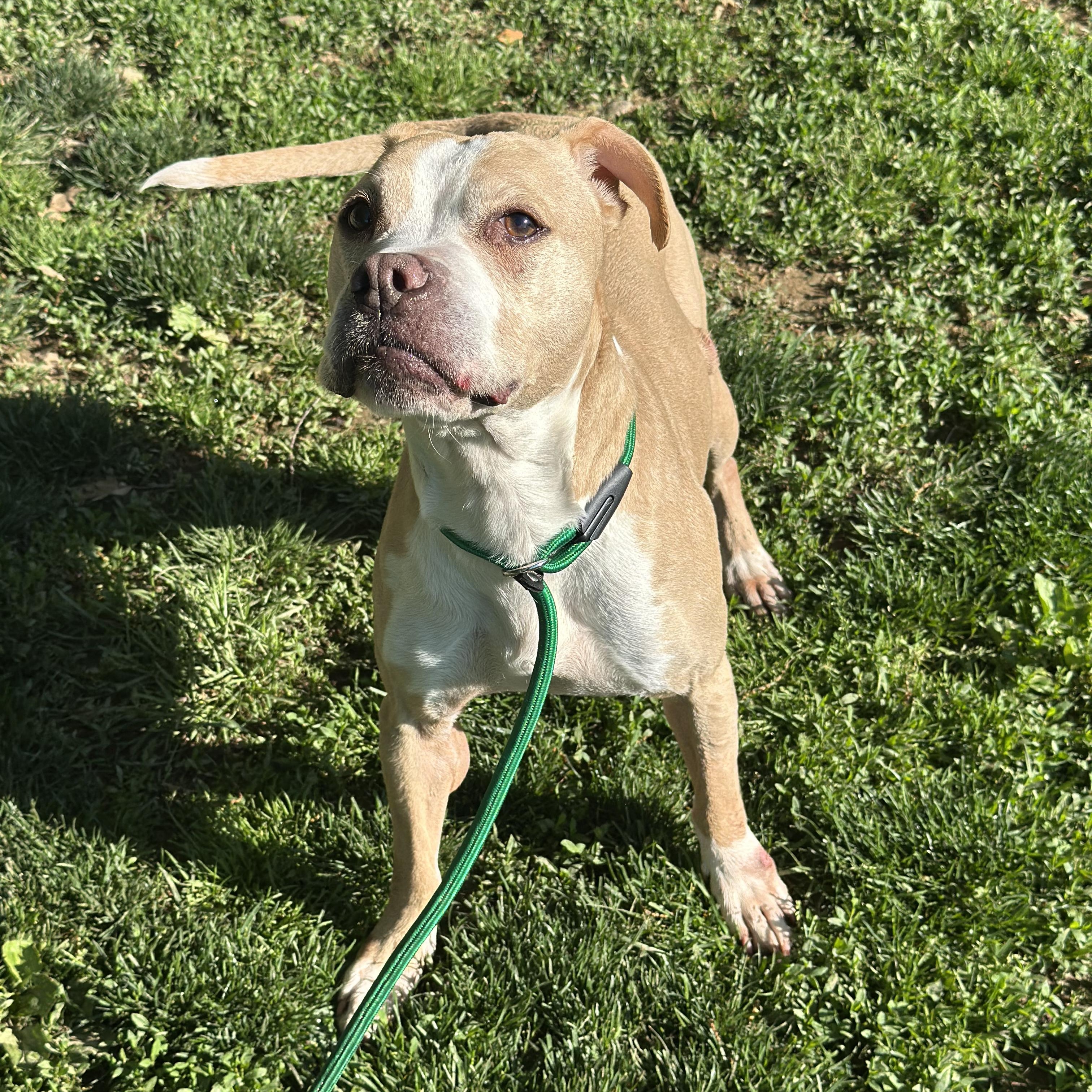 Enlarge Gertrude (Residing in a temporary foster home), a ADOPTABLE mixed breed in Myerstown, PA image 6/6