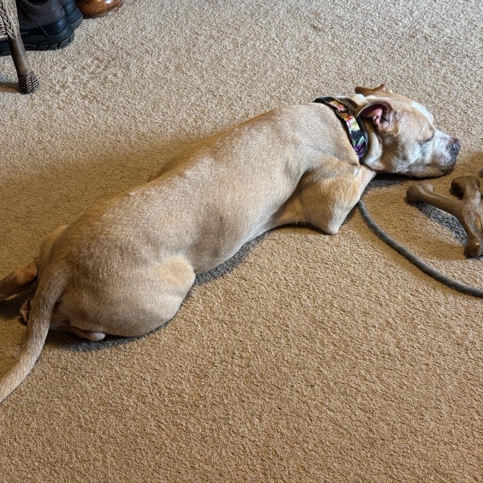 Enlarge Gertrude (Residing in a temporary foster home), a ADOPTABLE mixed breed in Myerstown, PA image 5/6