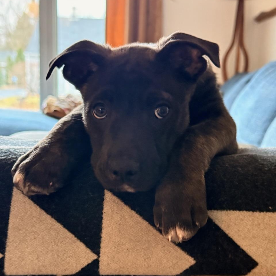 Enlarge Nola, an adopted mixed breed in Watertown, WI image 2/3