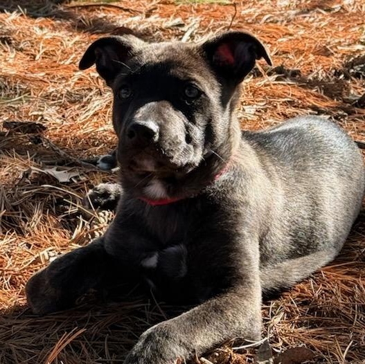 Enlarge Nola, an adopted mixed breed in Watertown, WI image 3/3