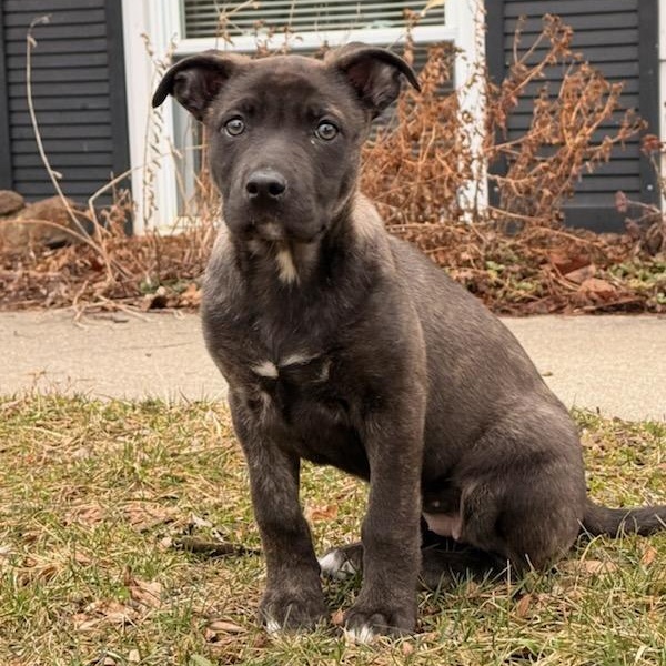 Enlarge Nola, an adopted mixed breed in Watertown, WI image 1/3