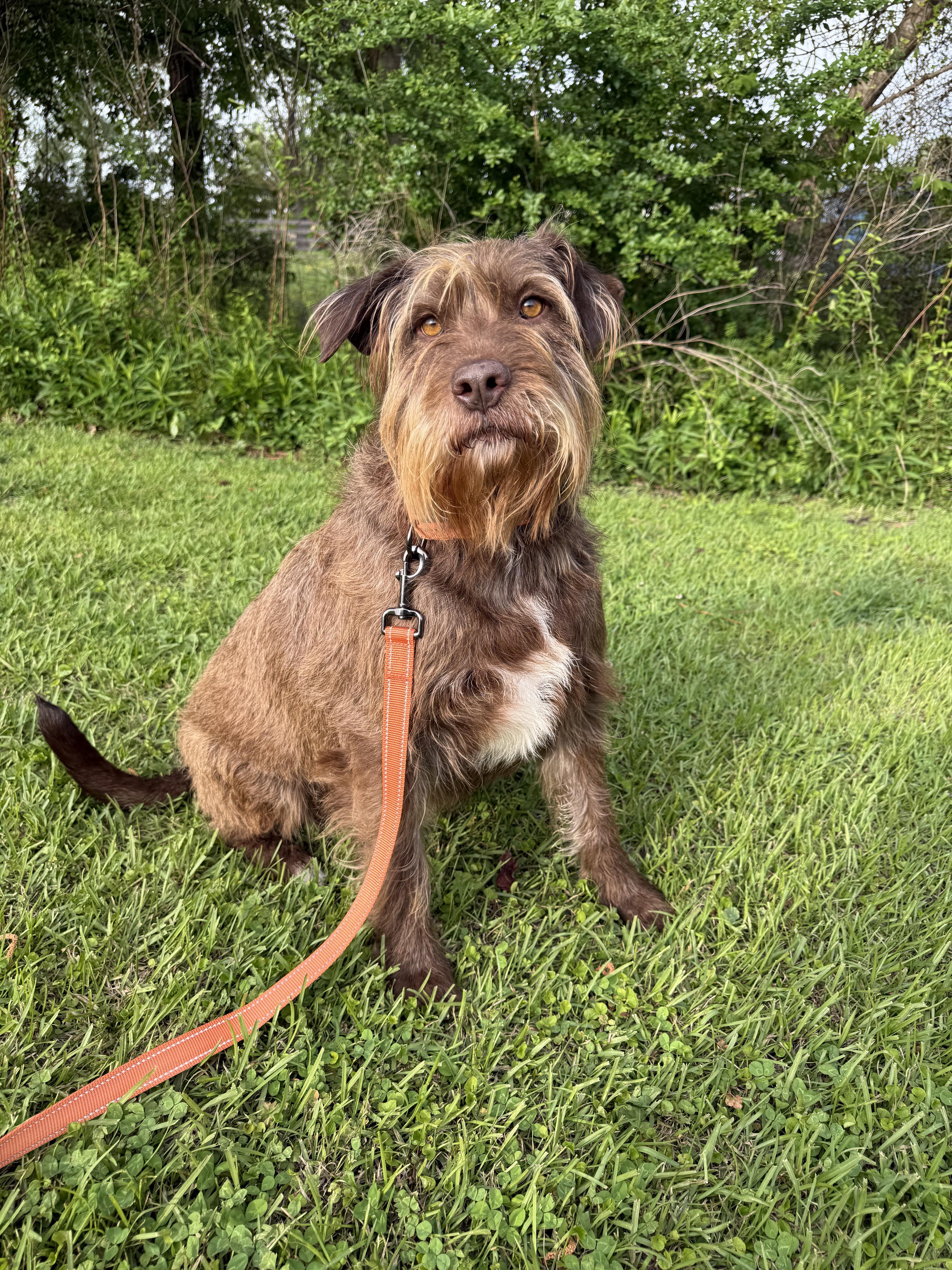 Cloud, Adoptable, Adult Female Giant Schnauzer.
