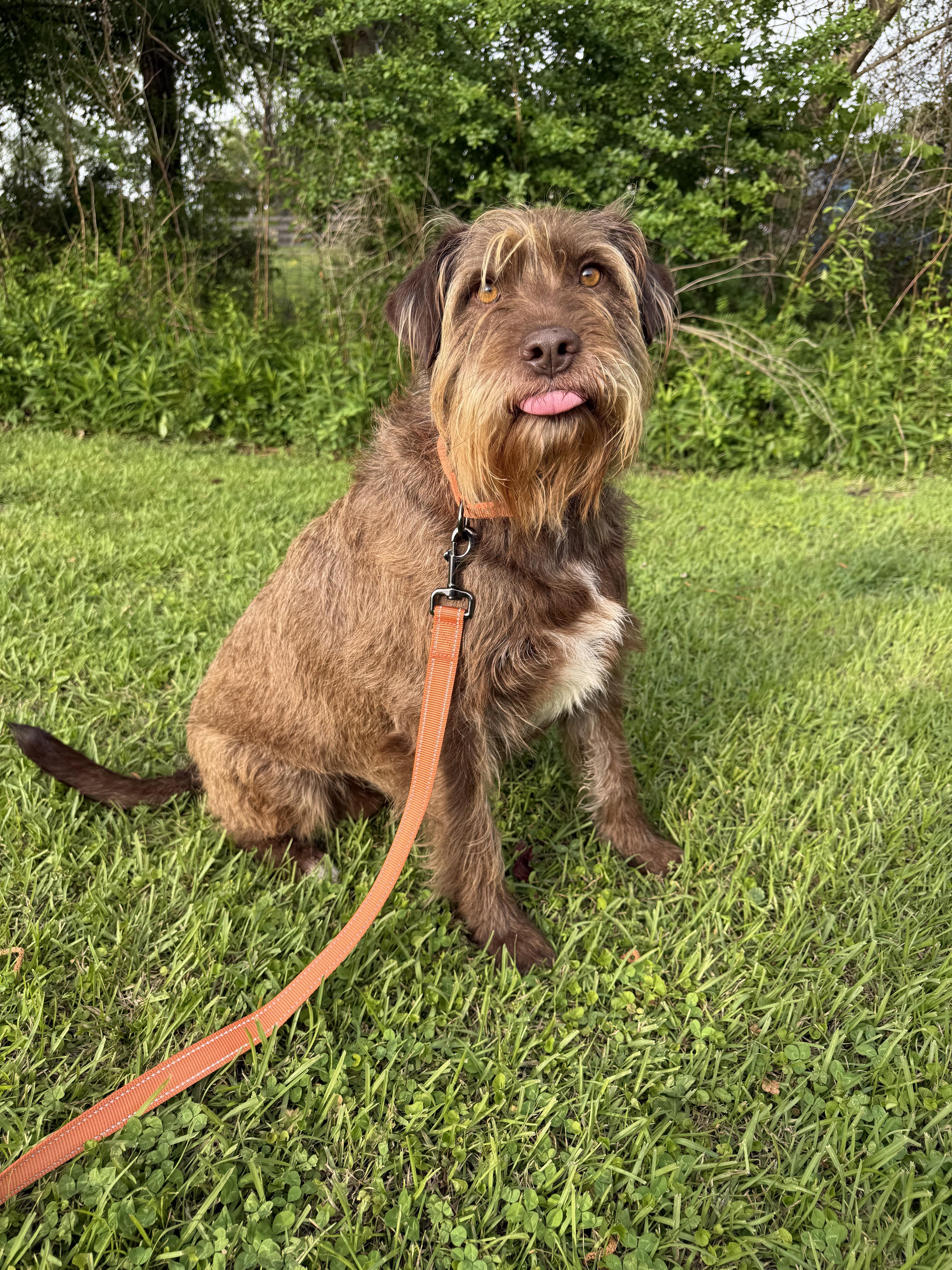 Enlarge Cloud, a Adoptable mixed breed in Willard, NC image 2/3