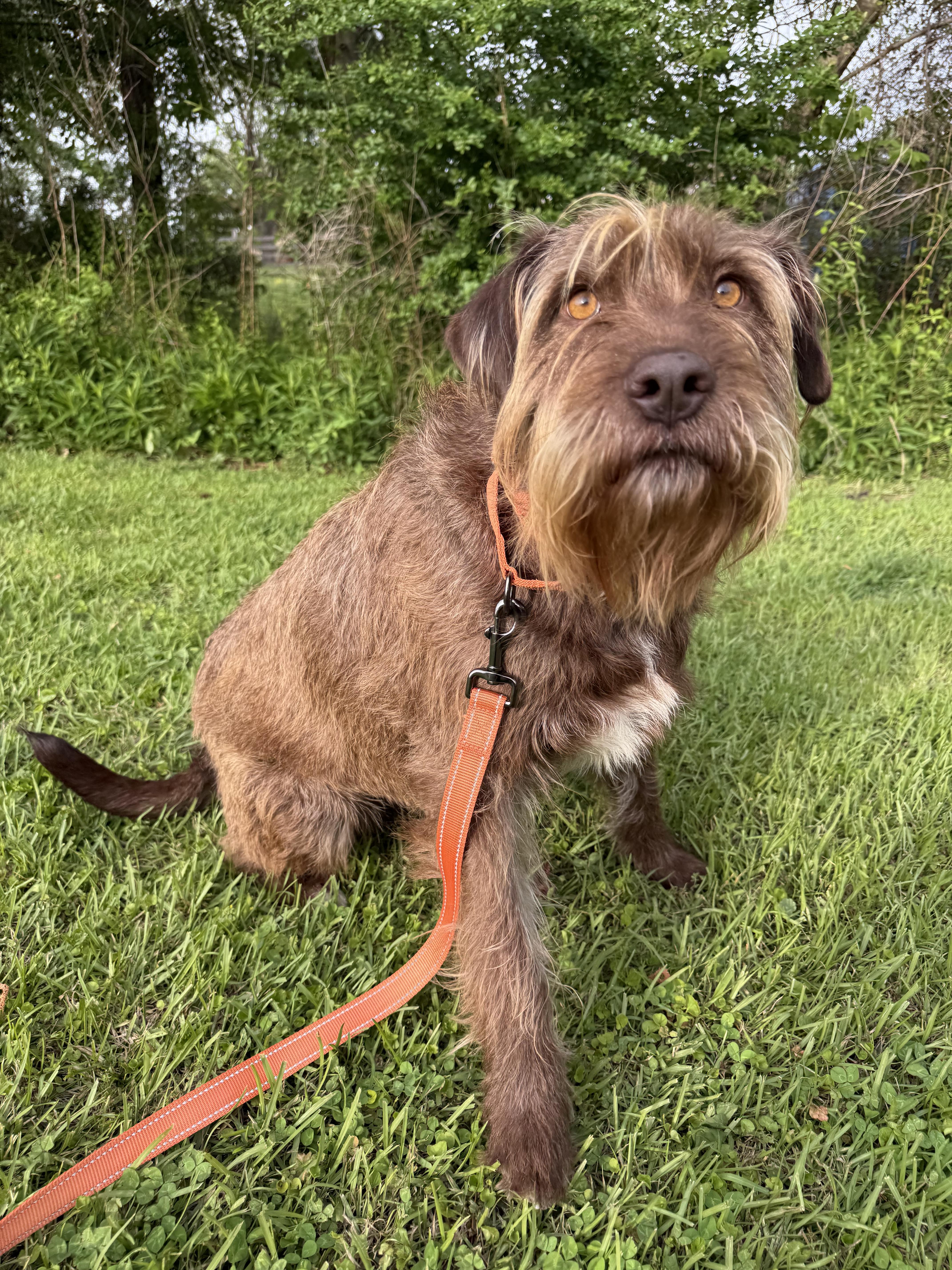 Enlarge Cloud, a Adoptable mixed breed in Willard, NC image 3/3