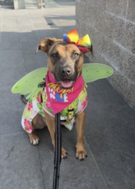 Enlarge ROCKET, a Adoptable Mixed Breed in Los Angeles, CA image 1/1