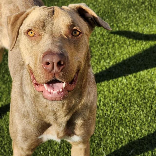 TUNA MELT, Adoptable, Young Female Mixed Breed.