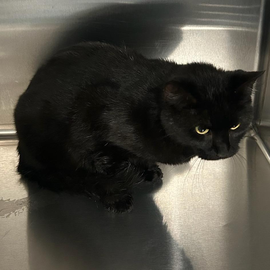 ACON-Stray-14564, Adoptable, Adult Male Domestic Short Hair.