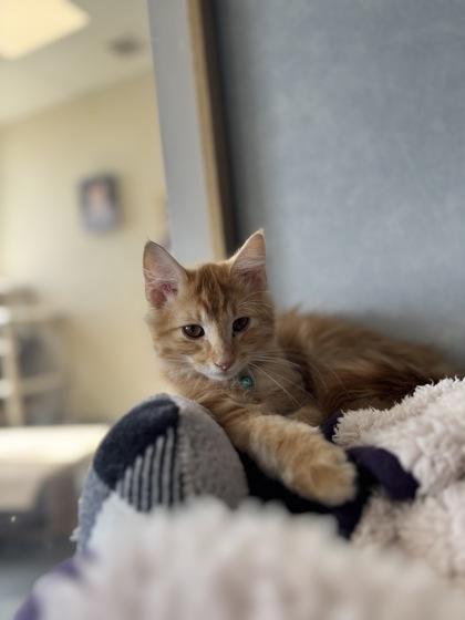 Enlarge Punky, a Adopted mixed breed in Eagle, CO image 2/3