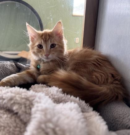 Punky, Adopted, Young Male Domestic Long Hair & Tabby.