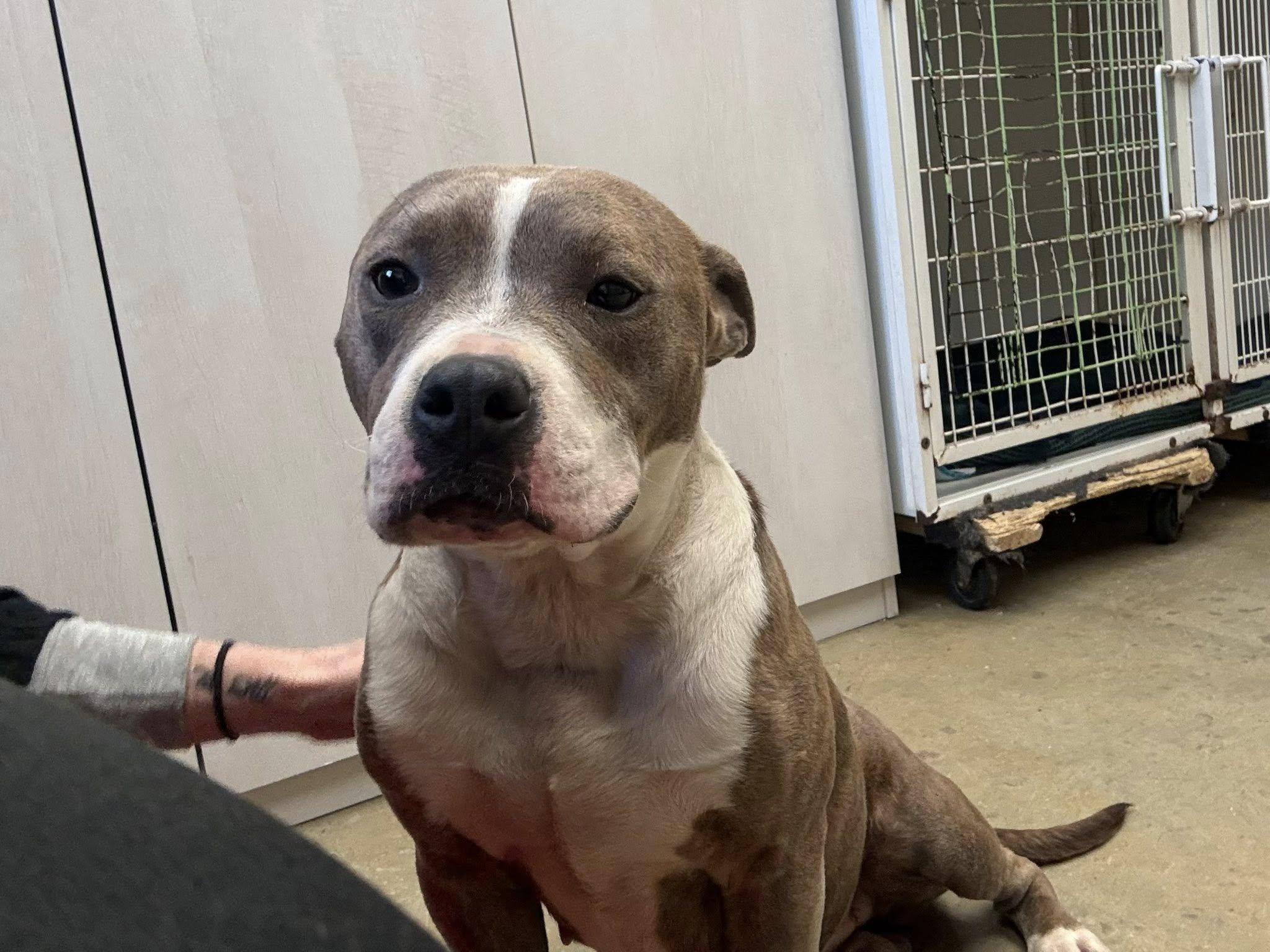 Lolli, adopted, Young Female American Bulldog.