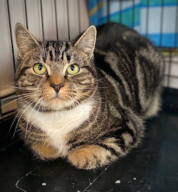 Talullah Lou, Adoptable, Adult Female Domestic Short Hair.