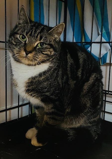Talullah Lou, Adoptable, Adult Female Domestic Short Hair.