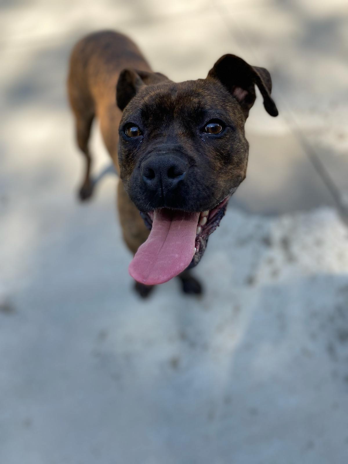 Bandit, ADOPTABLE, Adult Male Boxer.