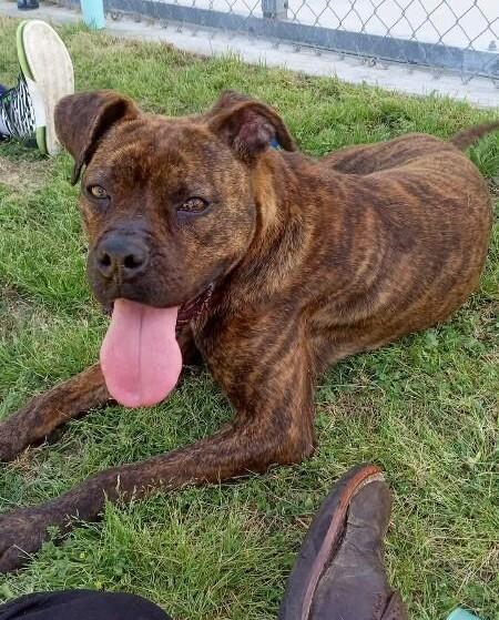 Enlarge Bandit, a ADOPTABLE mixed breed in Burgaw, NC image 2/4