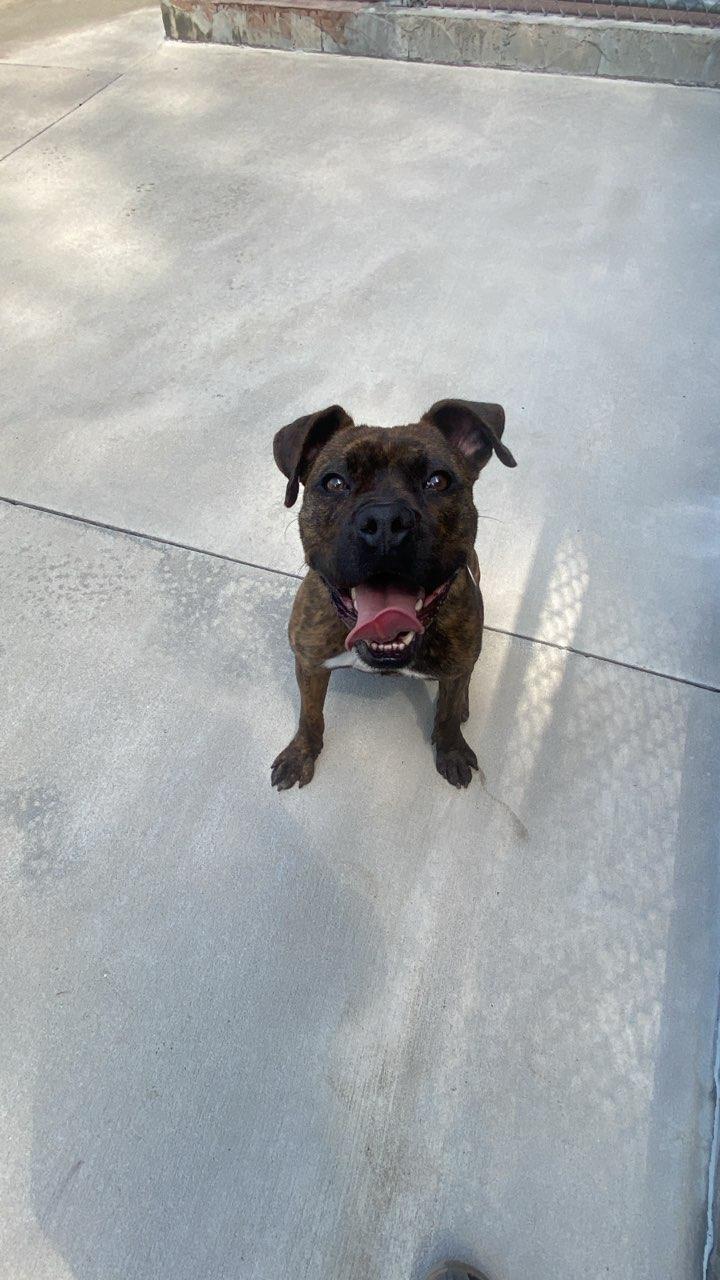 Enlarge Bandit, a ADOPTABLE mixed breed in Burgaw, NC image 4/4