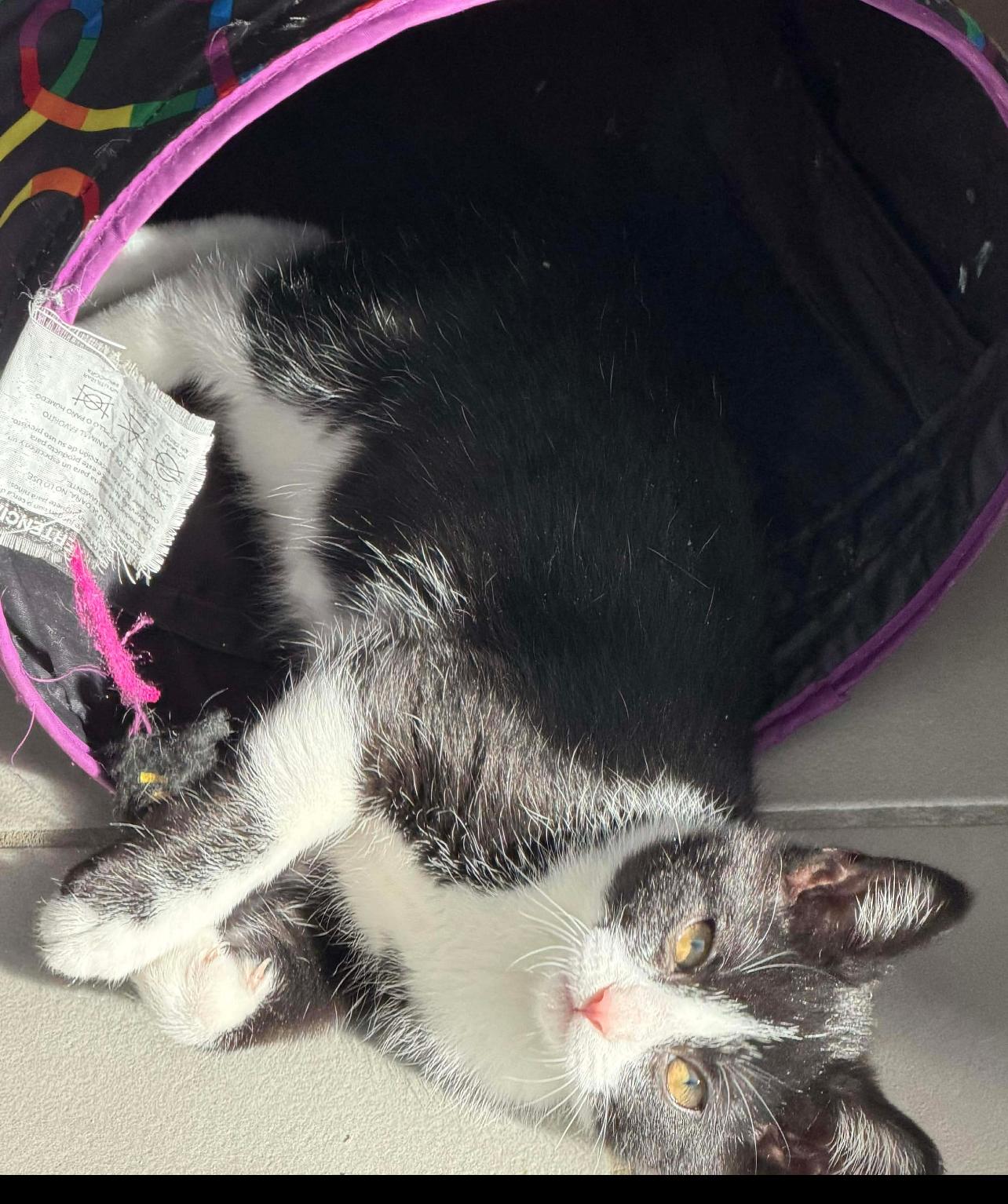 Enlarge Ace, a Adopted mixed breed in Lockport, IL image 1/1