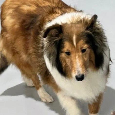 Sienna adoption pending, Adoptable, Adult Female Shetland Sheepdog / Sheltie.