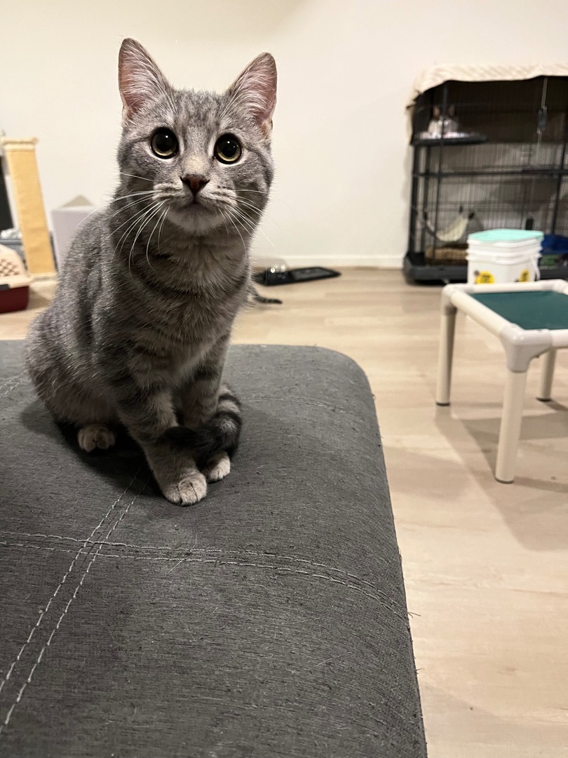 Sophia, a Adoptable Domestic Short Hair in Avondale, PA image 1/10