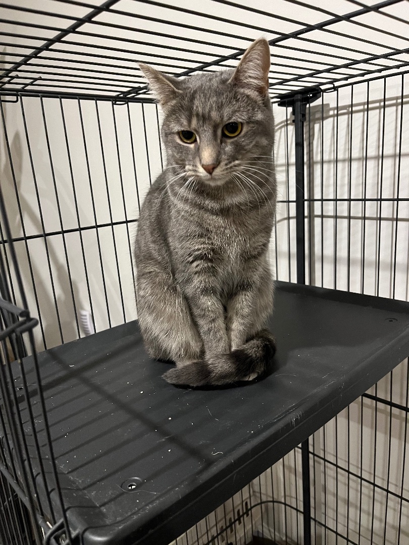 Sophia, a Adoptable Domestic Short Hair in Avondale, PA image 2/10