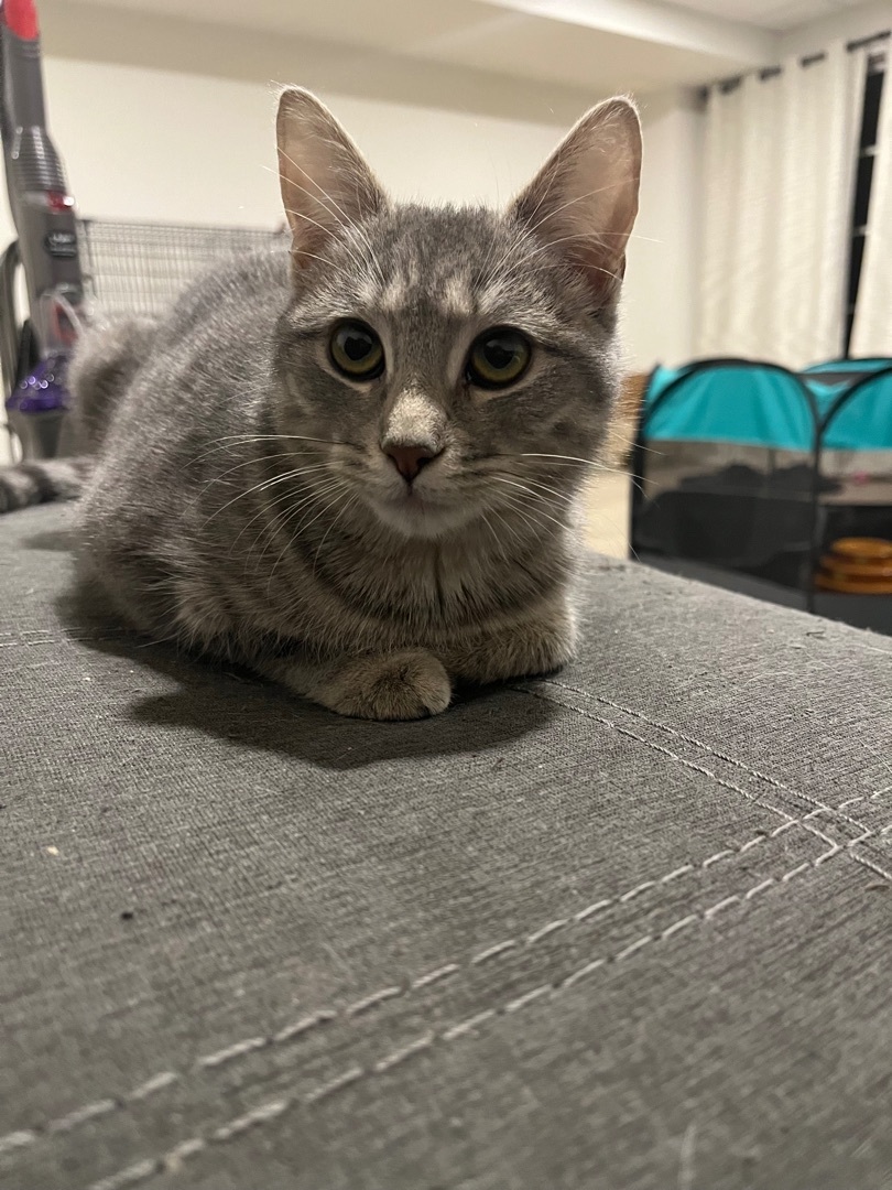 Sophia, a Adoptable Domestic Short Hair in Avondale, PA image 3/10