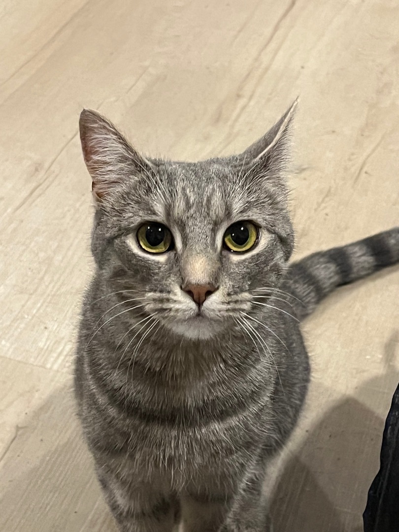 Sophia, a Adoptable Domestic Short Hair in Avondale, PA image 4/10