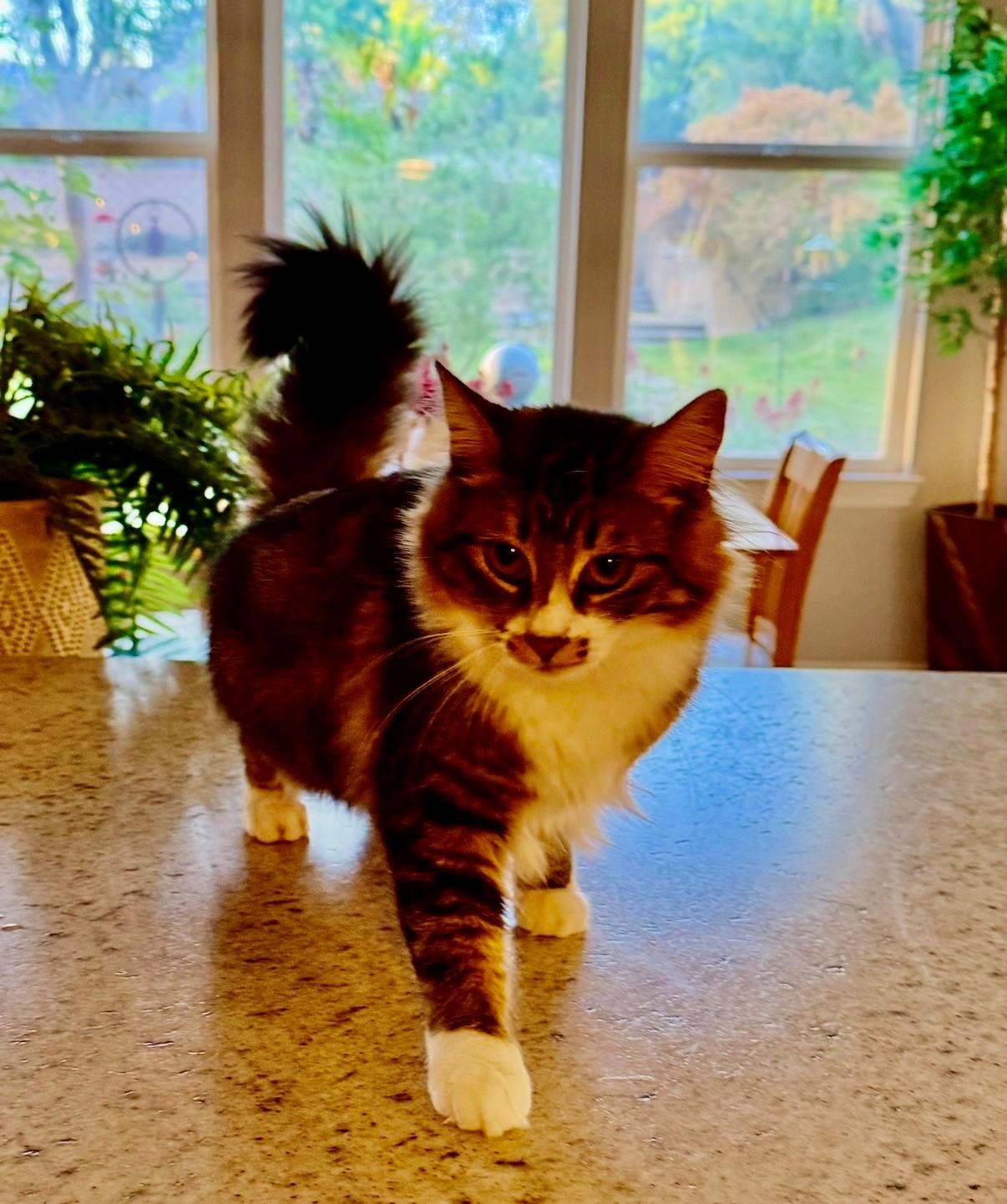 Vamp, adopted, Adult Female Domestic Medium Hair.