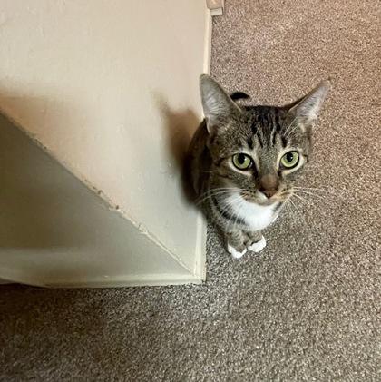 Wilma, Adoptable, Young Female Domestic Short Hair & Domestic Short Hair.