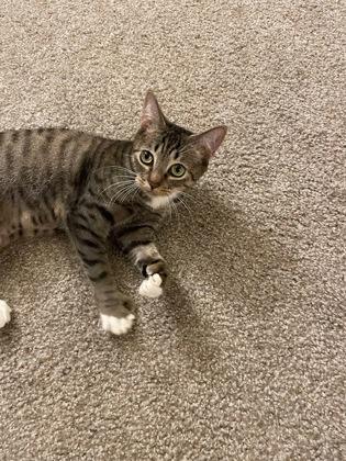Enlarge Wilma, a Adoptable mixed breed in Hillsboro, OR image 2/3