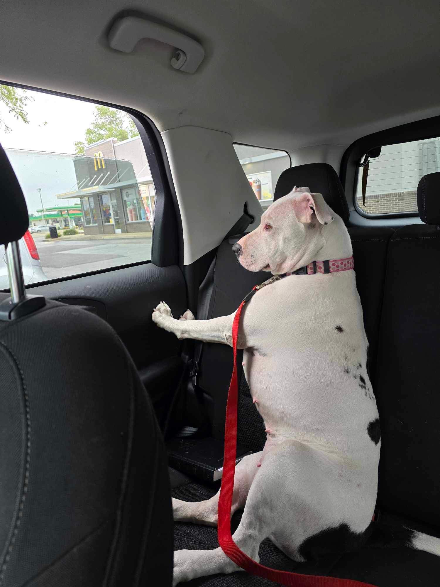 Enlarge Zuri, a Adoptable American Staffordshire Terrier in Oregon, IL image 1/5