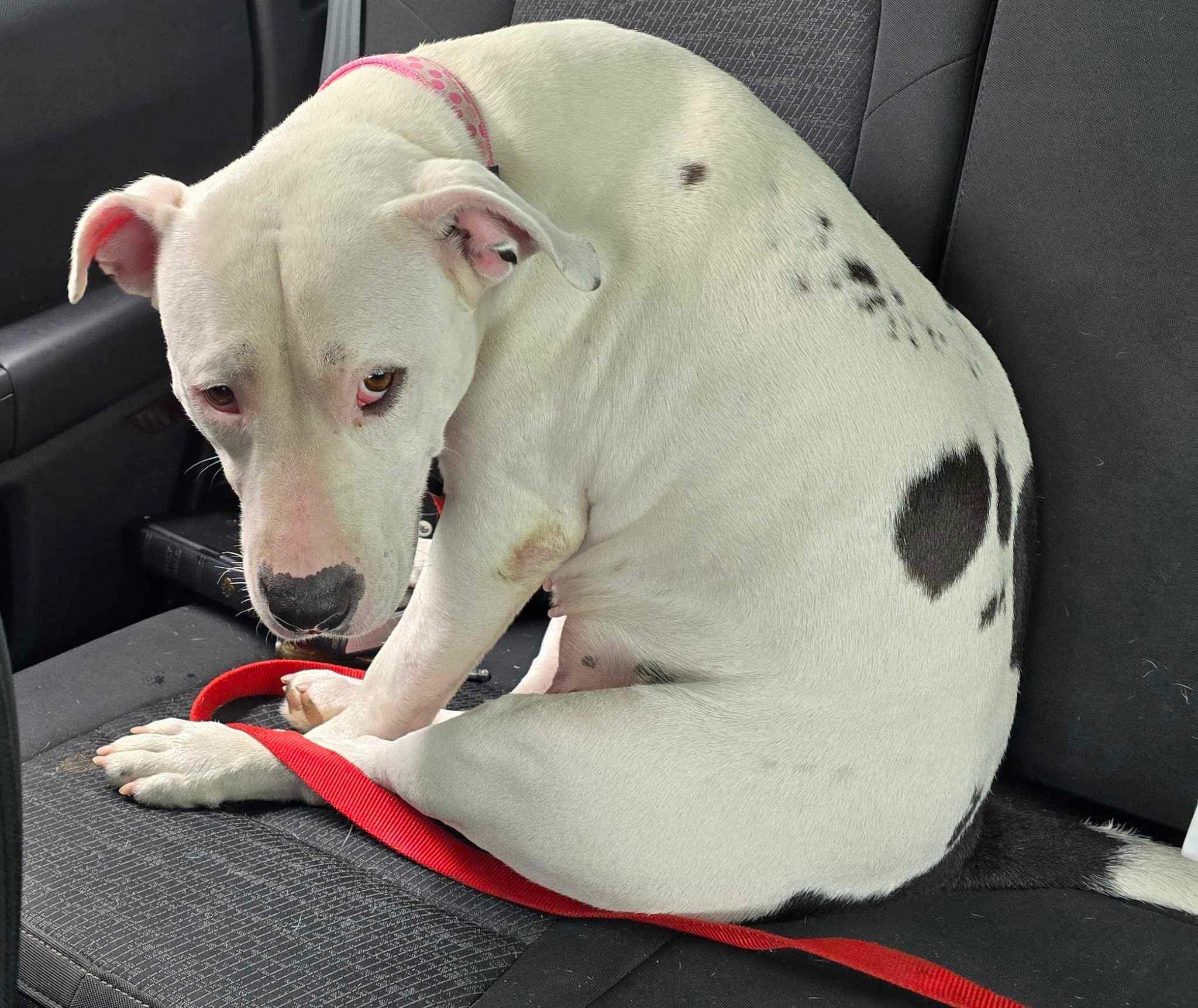 Enlarge Zuri, a Adoptable American Staffordshire Terrier in Oregon, IL image 2/5