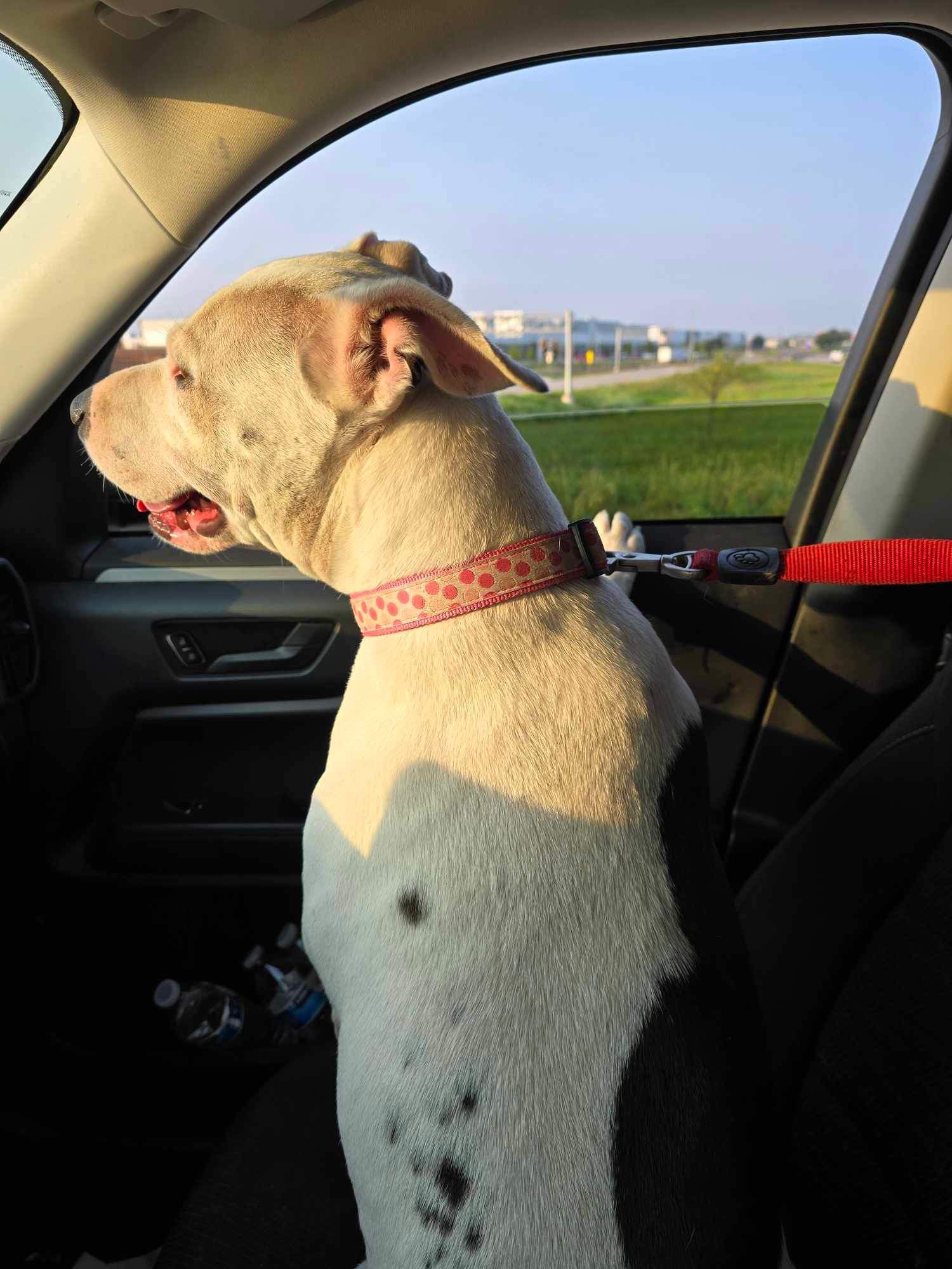 Enlarge Zuri, a Adoptable American Staffordshire Terrier in Oregon, IL image 3/5