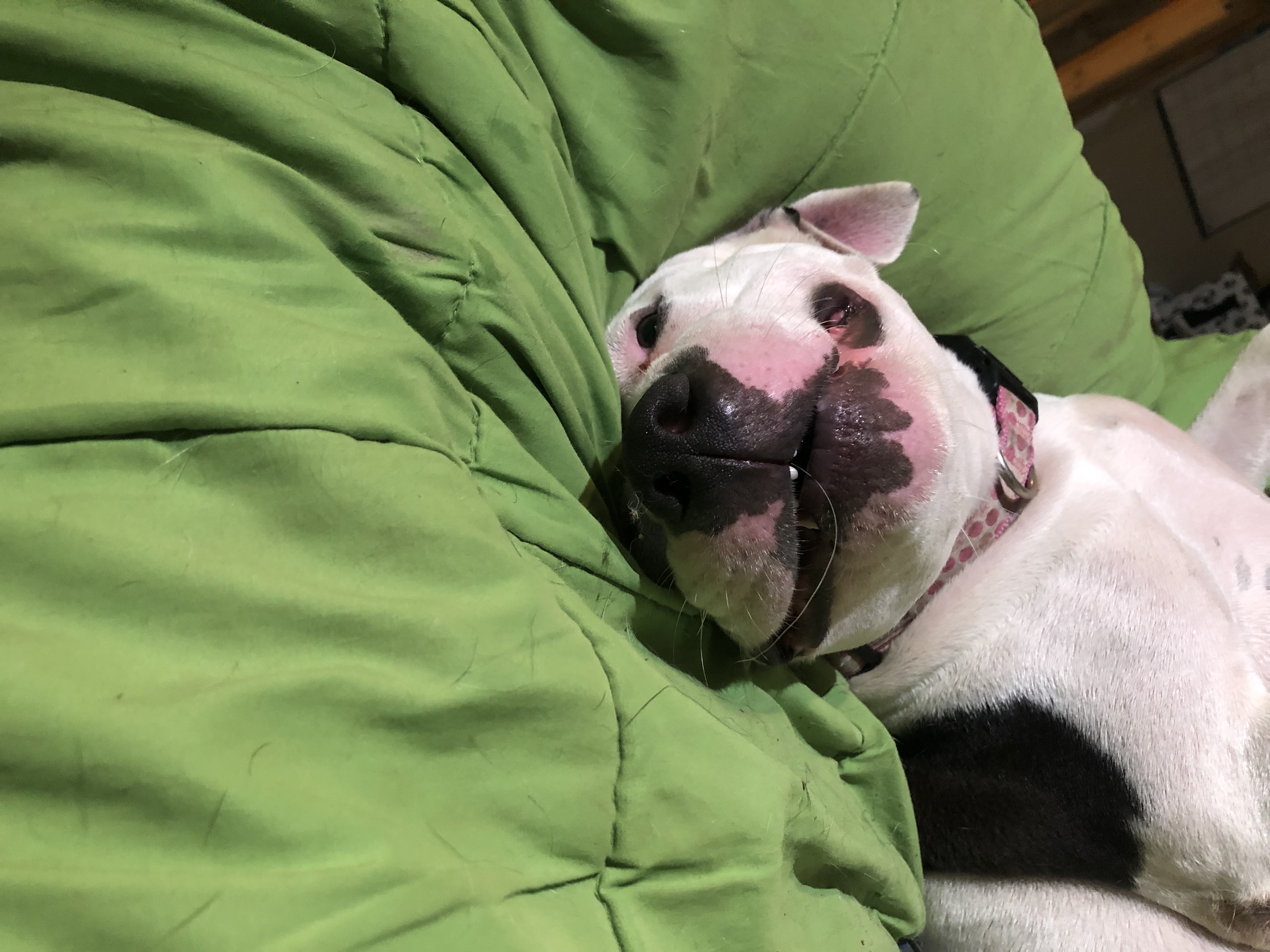 Enlarge Zuri, a Adoptable American Staffordshire Terrier in Oregon, IL image 4/5