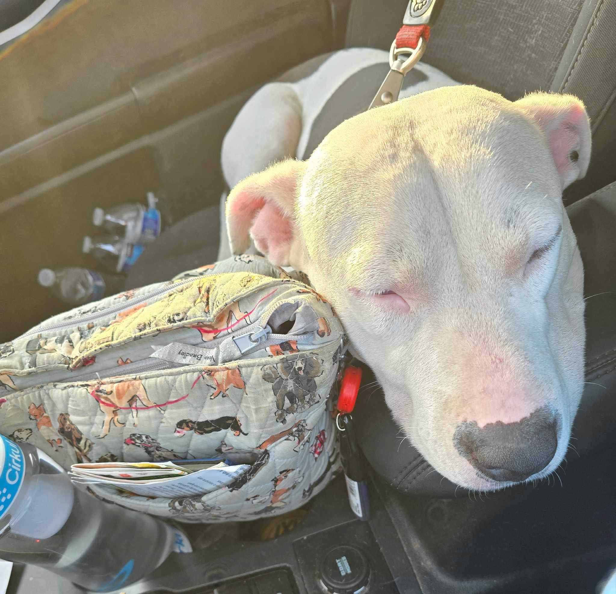 Enlarge Zuri, a Adoptable American Staffordshire Terrier in Oregon, IL image 5/5