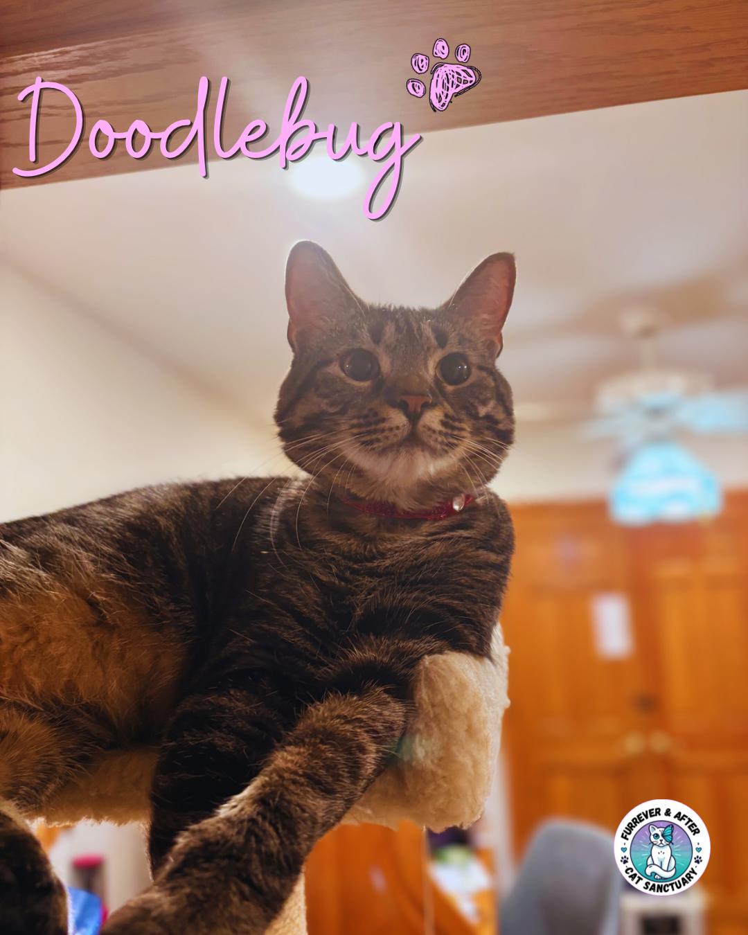 Doodlebug, Adoptable, Adult Female Domestic Short Hair.