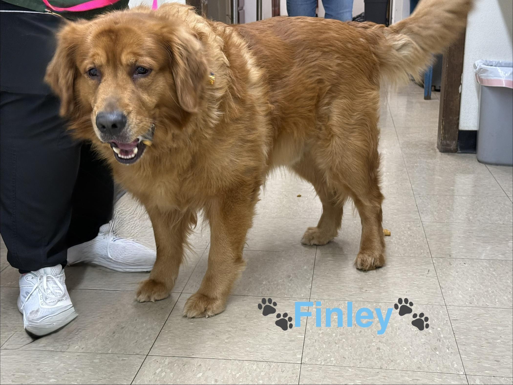 Enlarge Finley #5, a ADOPTABLE Golden Retriever in Killingworth, CT image 2/4