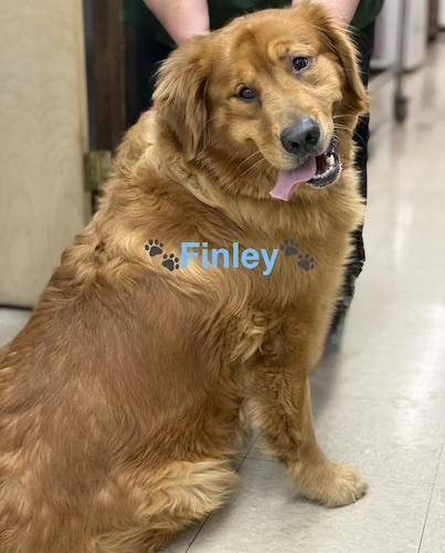 Finley #5, ADOPTABLE, Adult Male Golden Retriever.