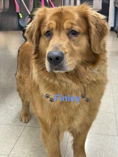 Enlarge Finley #5, a ADOPTABLE Golden Retriever in Killingworth, CT image 3/4