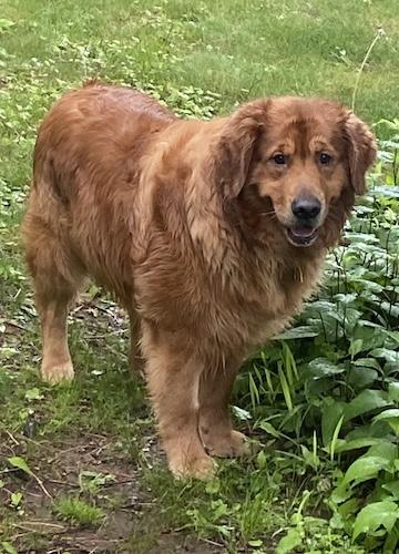 Finley #5, ADOPTABLE, Adult Male Golden Retriever.