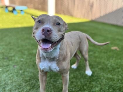 Bella Loca, Adoptable, Adult Female Fox Terrier & Mixed Breed.