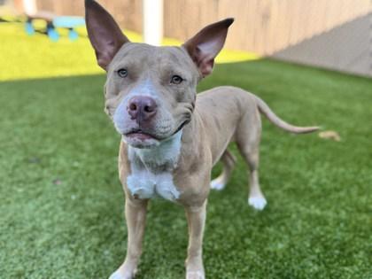 Bella Loca, Adoptable, Adult Female Fox Terrier & Mixed Breed.