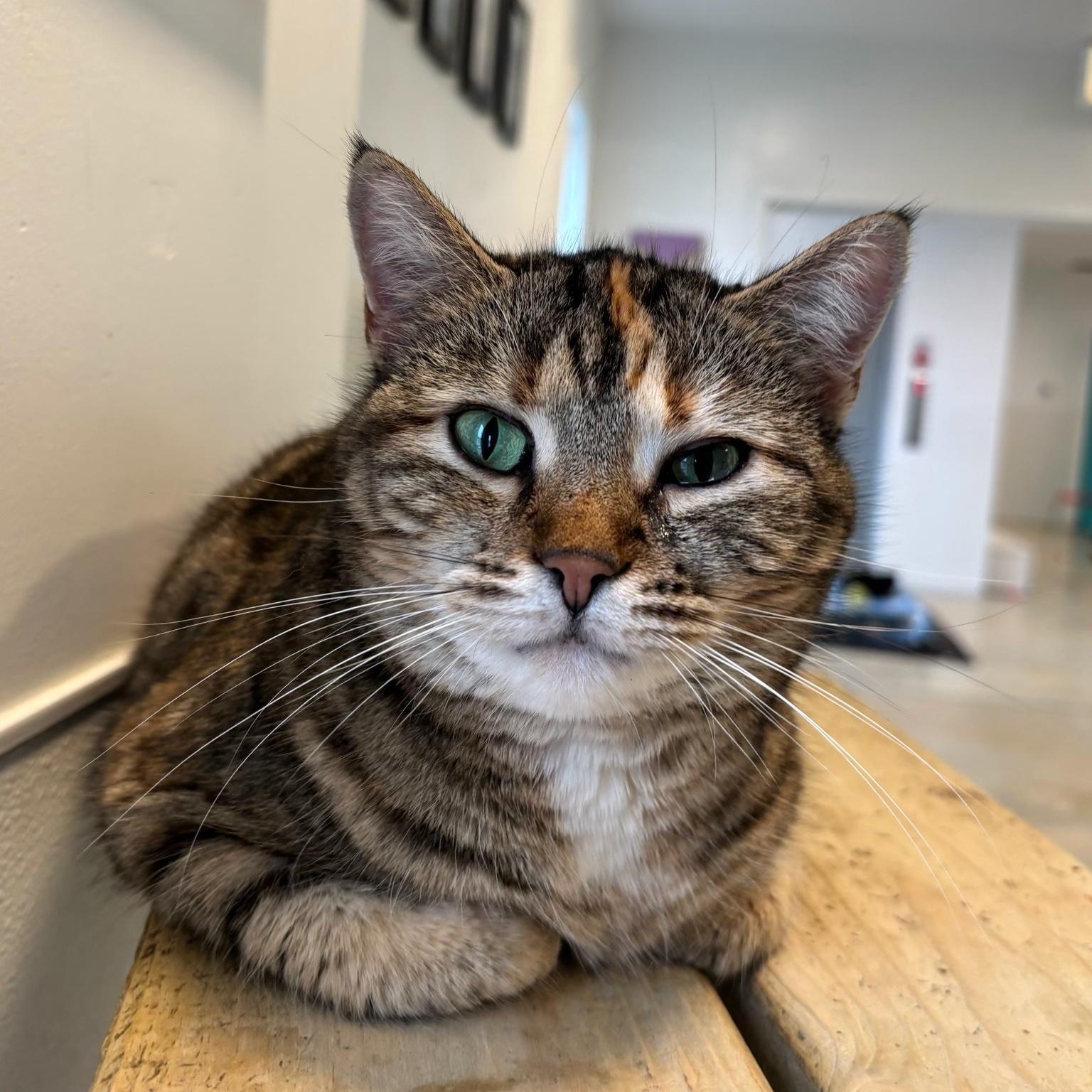 Azreal, Adult Female Domestic Short Hair