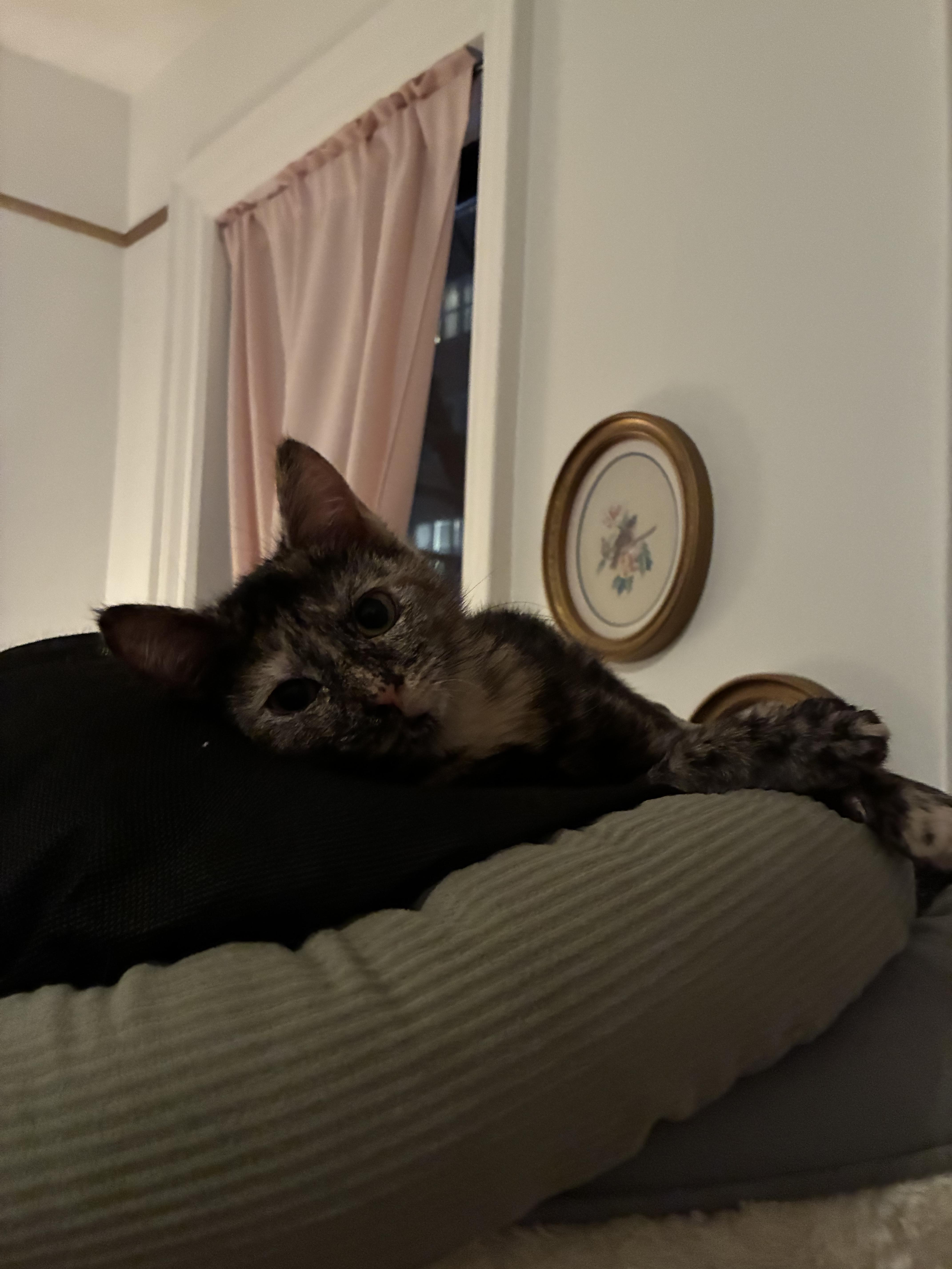 Chevy, a ADOPTABLE Domestic Short Hair in Brooklyn, NY image 2/6